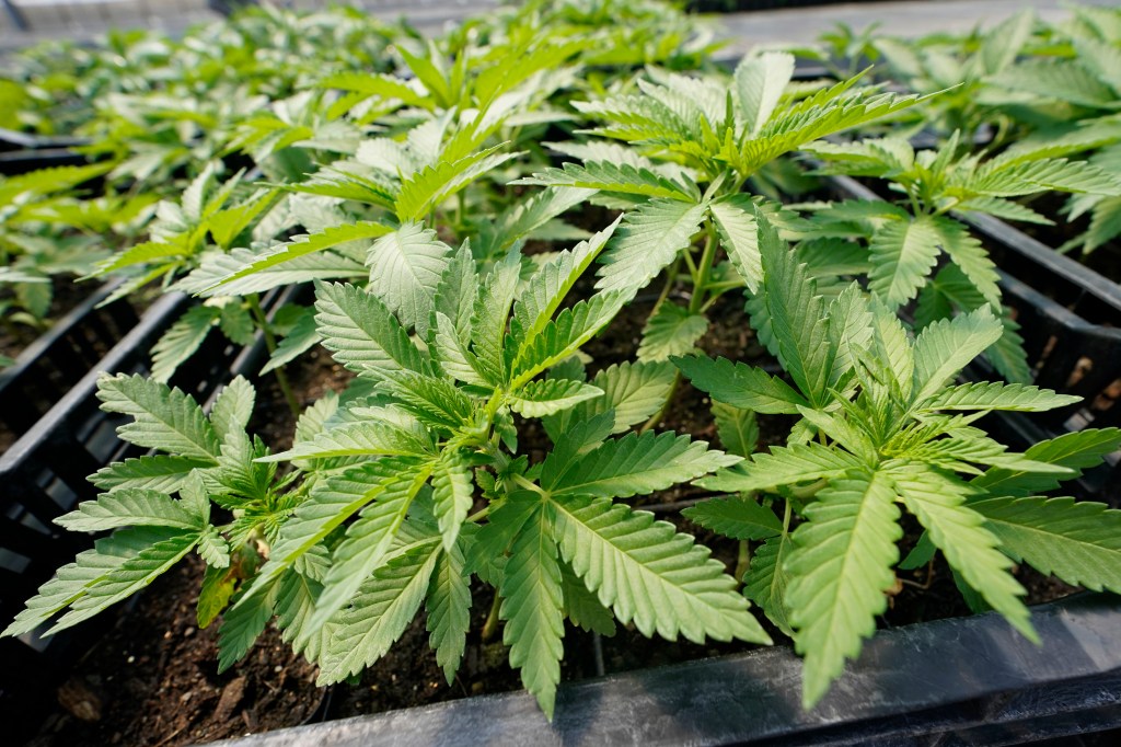 Marijuana plants in a greenhouse.