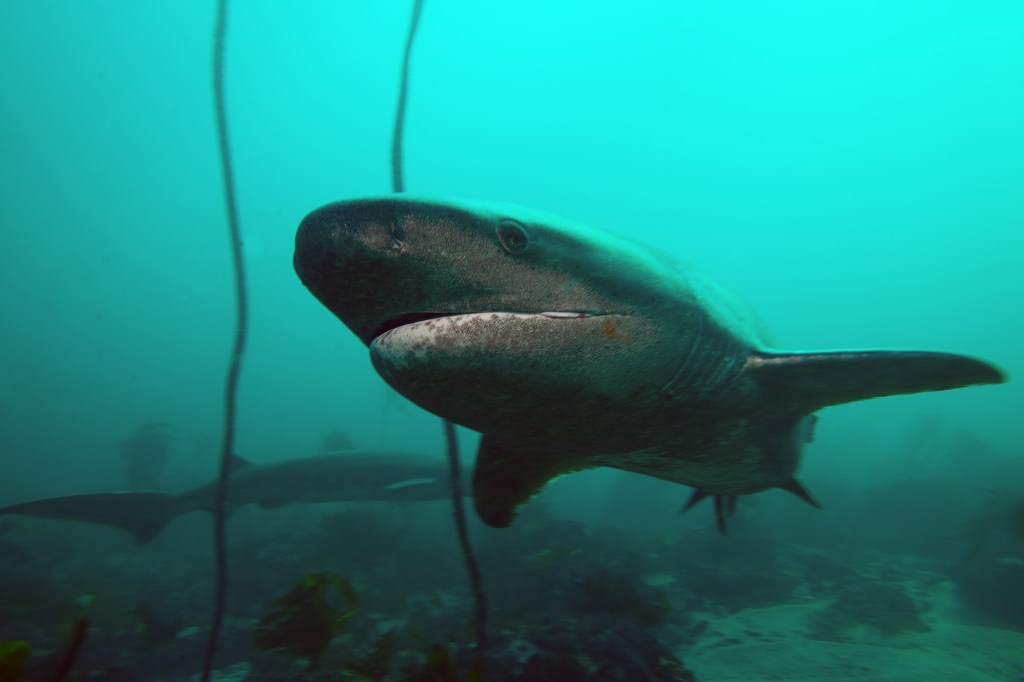 Diver survives after being bitten by nearly 7-foot shark in Australia: ‘Pretty good bite’