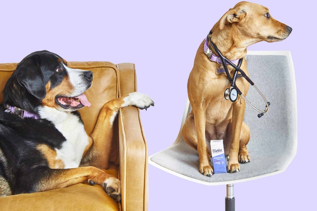 Two dogs, one with a stethoscope 