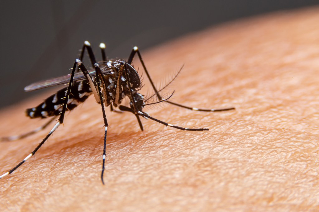 A striped mosquito feeding on human skin.