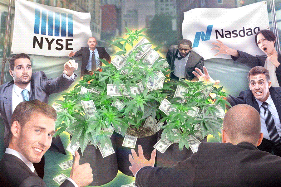 Illustration of stock market investors reaching for cannabis plants filled with money, with NYSE and Nasdaq flags in the background.