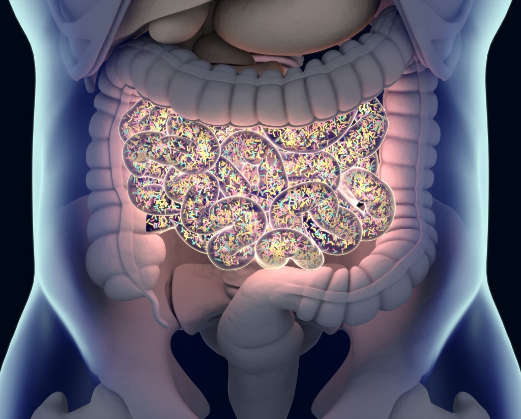 Illustration of gut bacteria inside the small intestine, representing the microbiome.