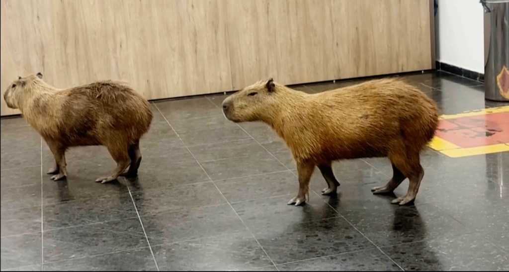 Wandering capybaras keep invading voting sessions in a Brazilian state legislature