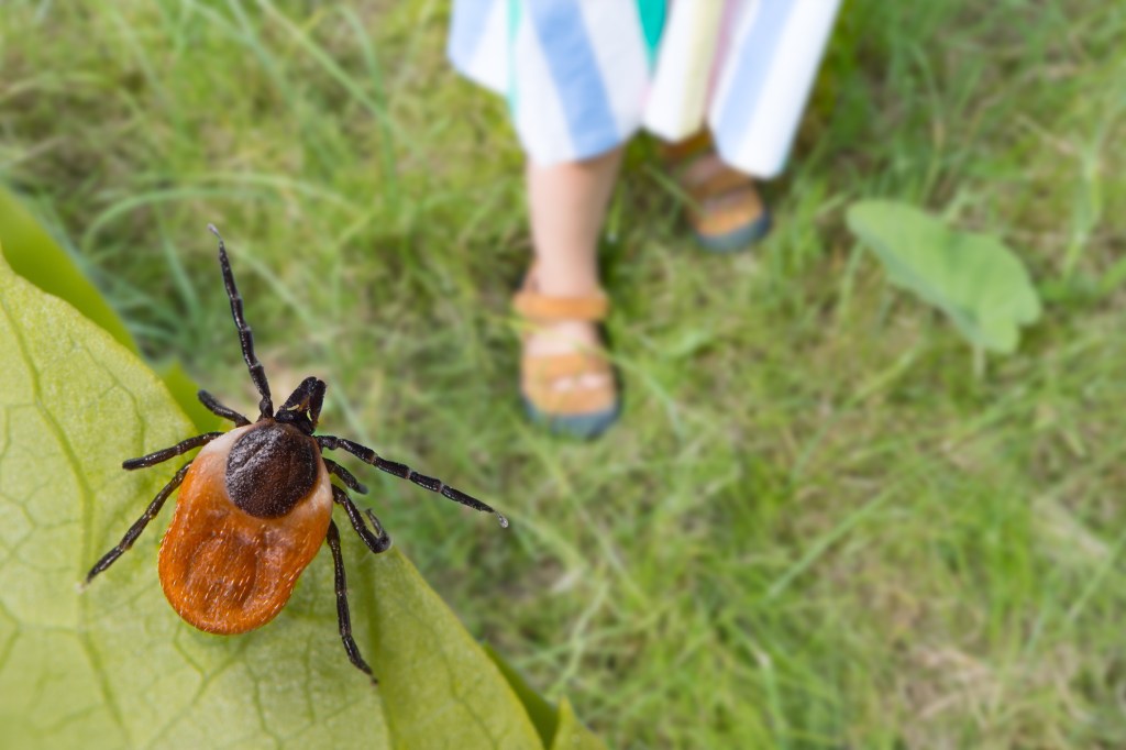 A deer tick on a leaf in the foreground, with a small child's legs and shoes blurred in the background on grass.