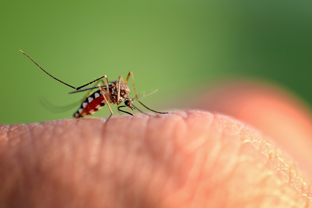 A close-up of a mosquito with a striped body biting a person's hand.