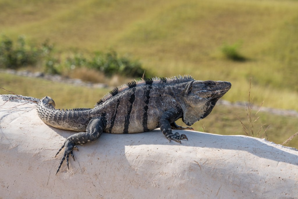Black Spiny-tailed Iguana on top of the Palace in the Mayan city of Labna.