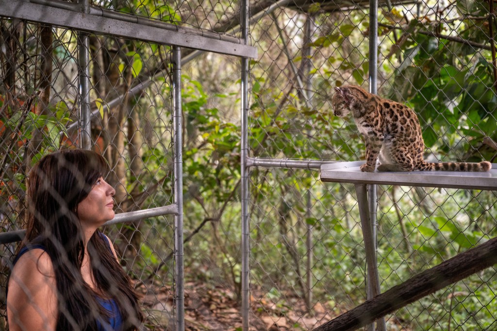 Paola Nogales Ascarrunz observes a Leopardus tilcayo cat through a mesh enclosure.
