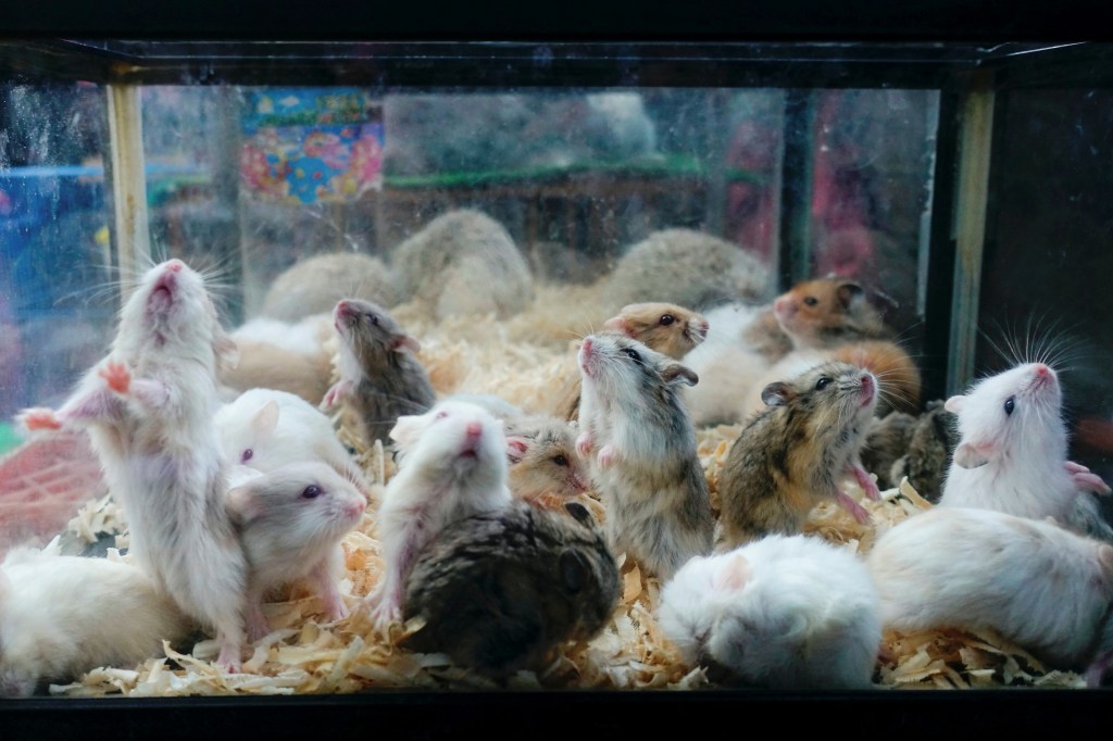 Many hamsters of various colors in a glass display, some standing on their hind legs and looking up.