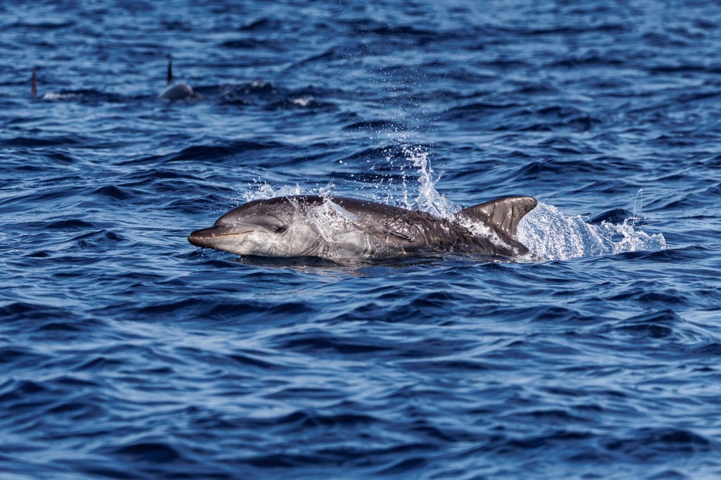 Migrants in the North African Spanish enclave of Ceuta were captured on video hitting a young dolphin and possibly killing it while celebrating.