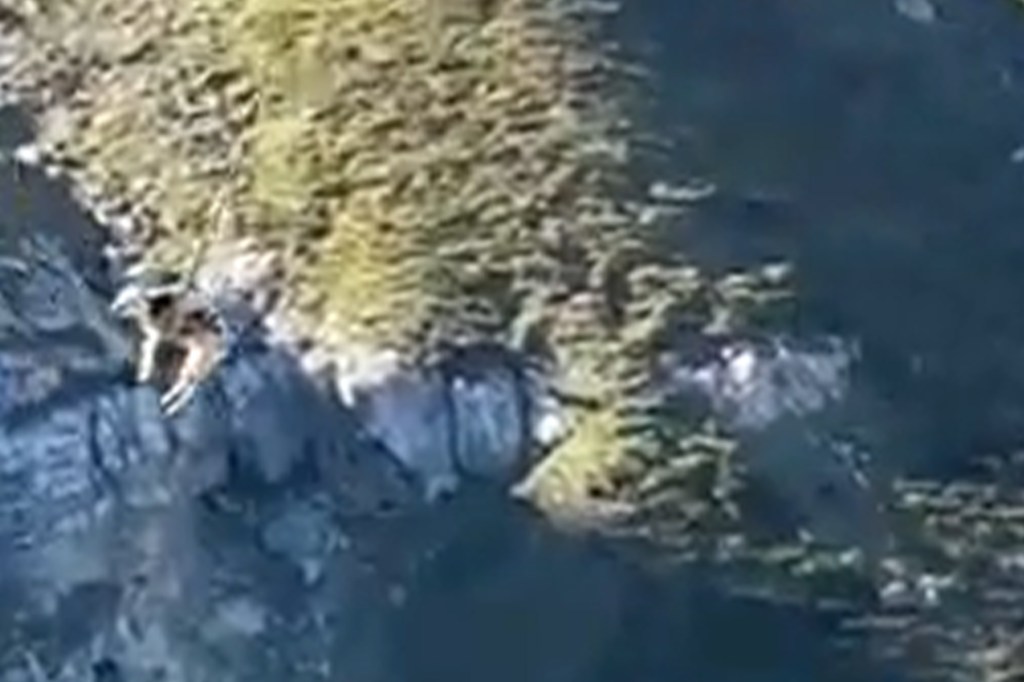 A cow is airlifted from a mountain by a helicopter.