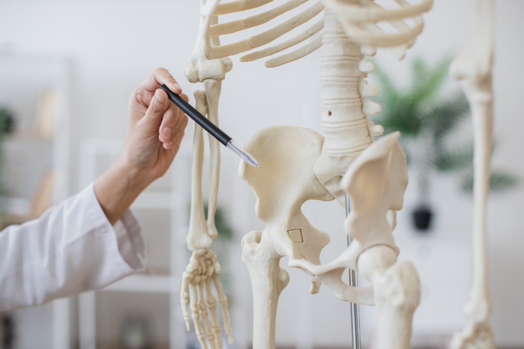 A doctor uses a pen to point at the pelvis of an anatomical skeleton model.