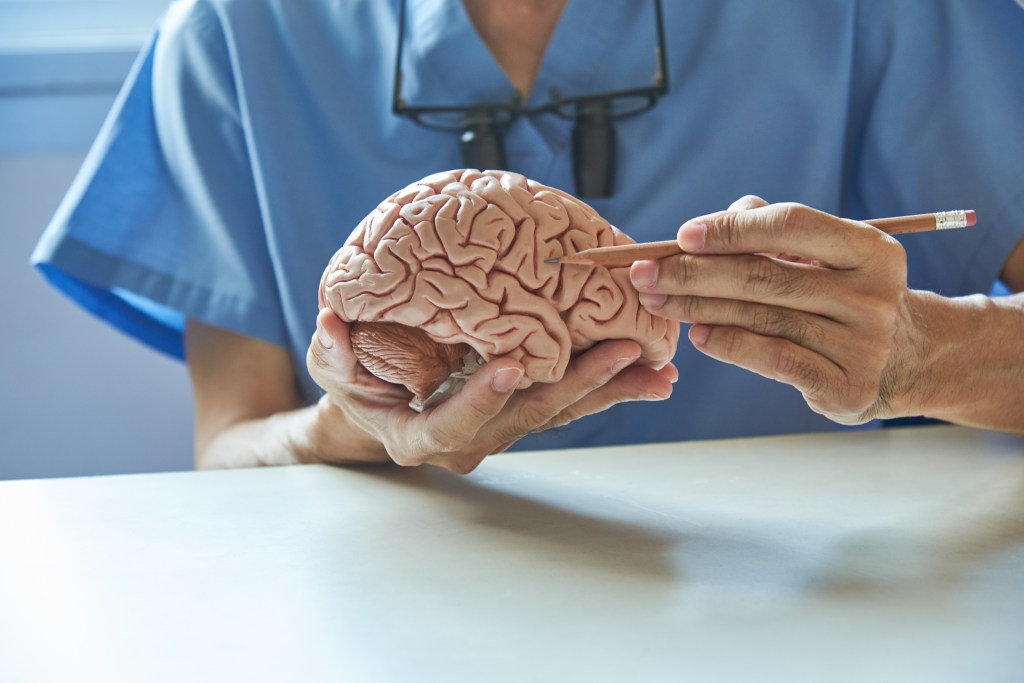 A doctor uses a pencil to demonstrate the anatomy of an artificial human brain model.