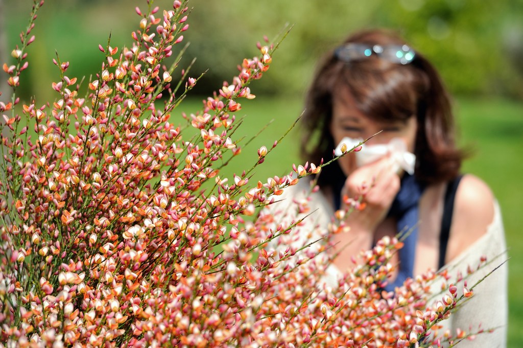 A woman blowing her nose into a handkerchief behind a blooming bush with allergenic pollen.