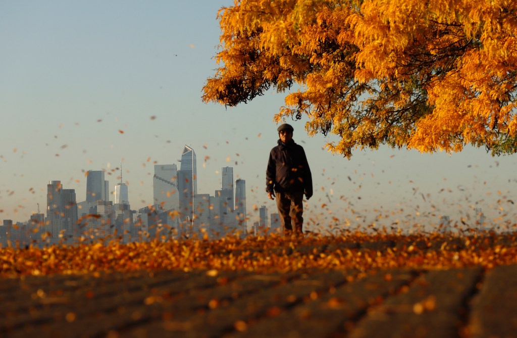 A man walks along a walkway covered in fall foliage with the New York City skyline in the background as the sun rises.