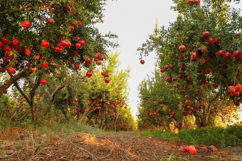 A garden surrounded by dense pomegranate trees laden with ripe, red fruit.